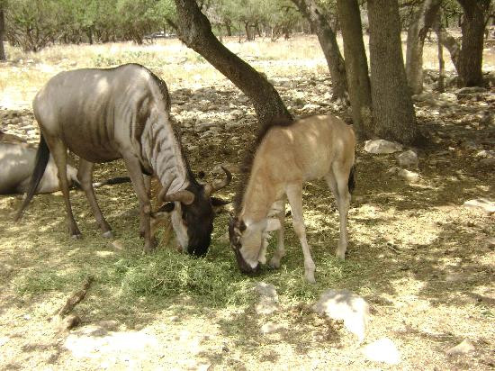 天然桥野生动物牧场-圣安东尼奥市必去景点