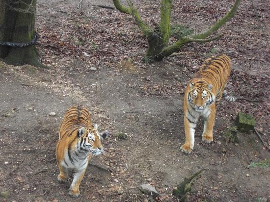Ouwehands Zoo Rhenen-Rhenen必去景点