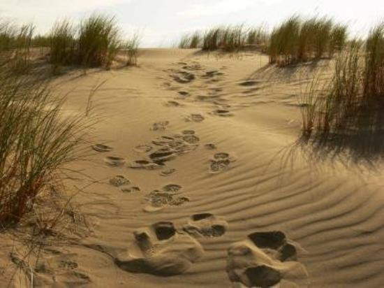 Darlingtonia State Natural Site-弗洛伦斯必去景点