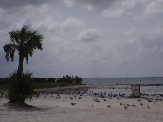 Fort Island Gulf Beach-克里斯特尔里弗必去景点
