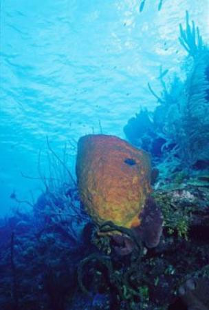 Bloody Bay Wall-Little Cayman必去景点