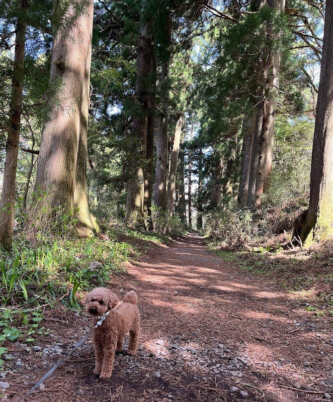 Cedar Trees of Hakone Old Road-箱根町必去景点