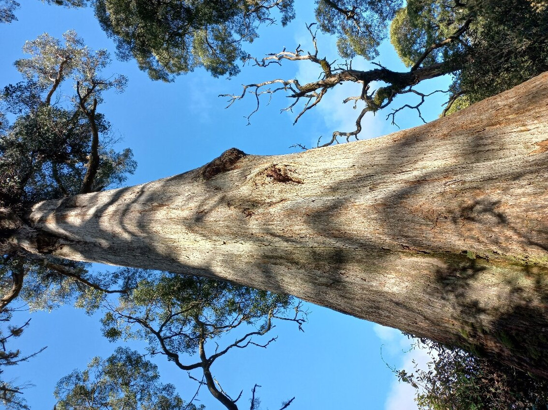 Notley Fern Gorge-Legana必去景点