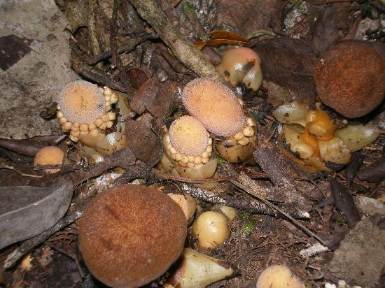 Daintree Wonder Tours-道格拉斯港必去景点