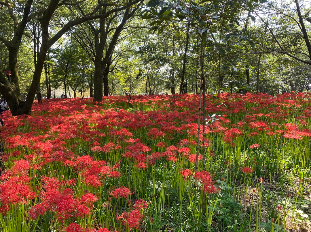 Kinchakuda Manjushage Park-日高市必去景点