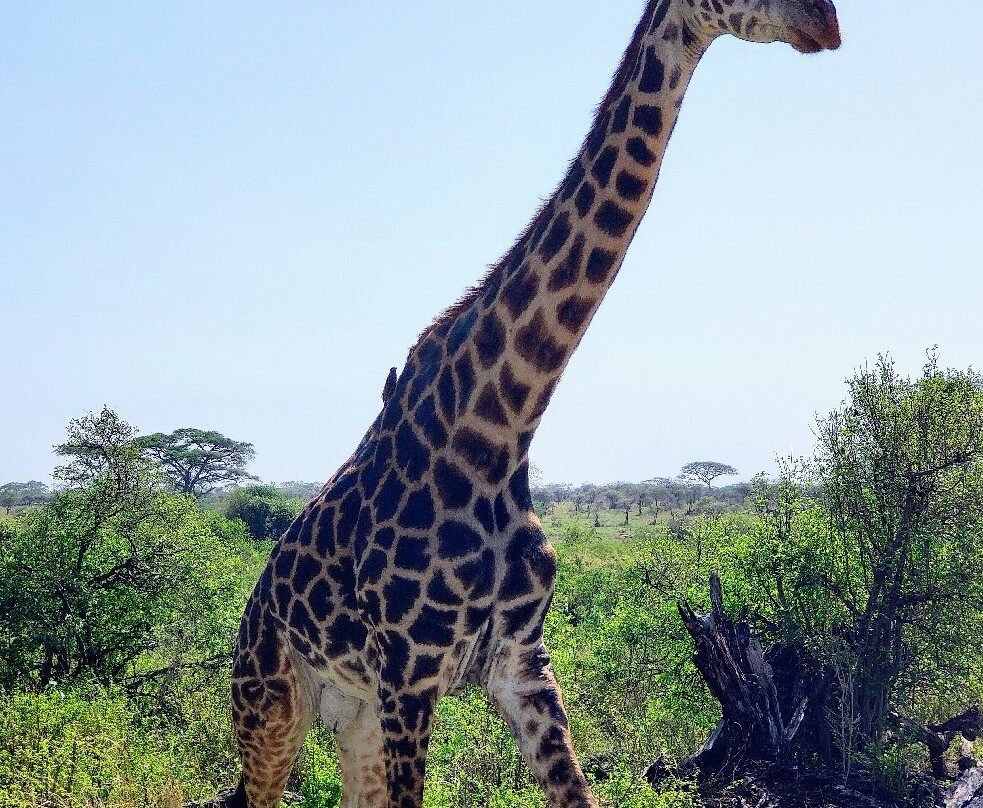 Meijo Safaris景点图片