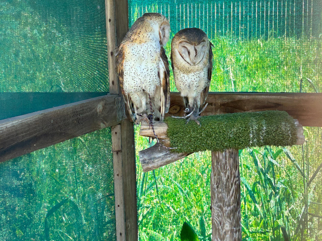Eagle Encounters @Spier Wine Farm-斯泰伦博斯必去景点