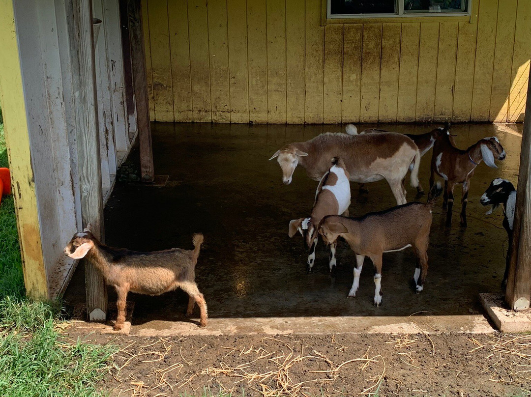 Honomu Goat Dairy-哈诺姆必去景点