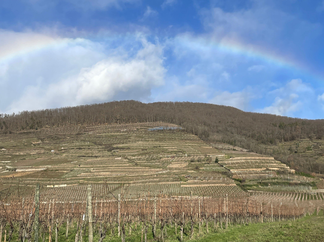 Route des Vins d'Alsace-科尔马必去景点