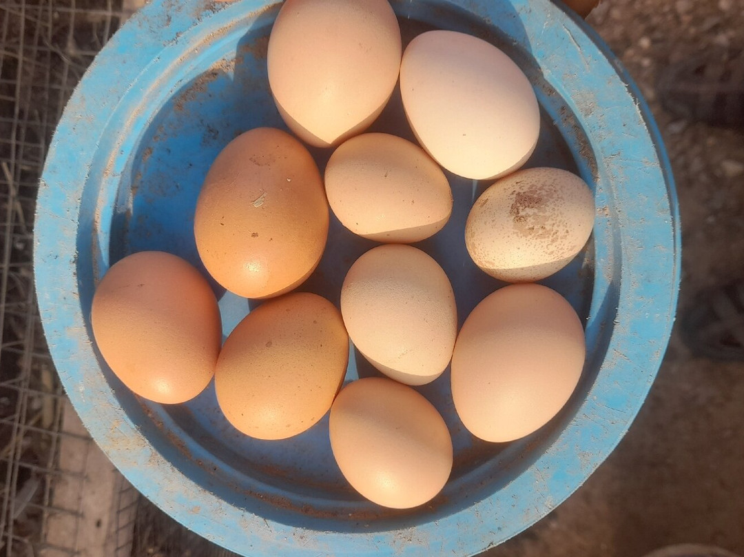 Hilltop Organic Farm & Green solutions