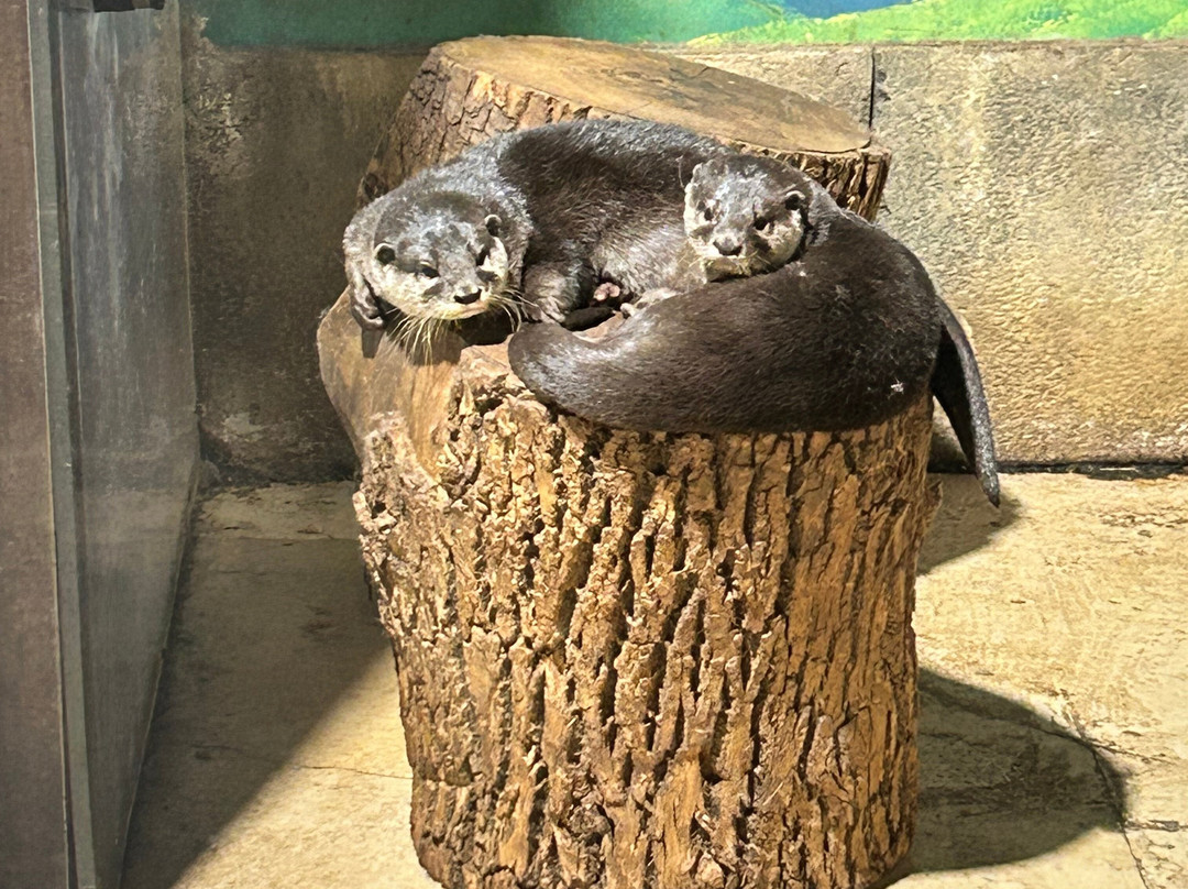 Woodbridge Aquarium & Wildlife景点图片