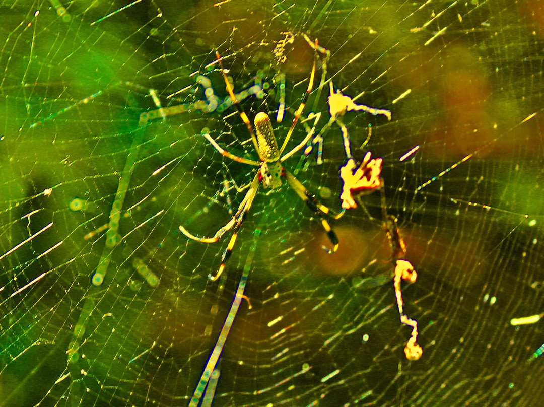 Fern Forest Nature Center-Coconut Creek必去景点