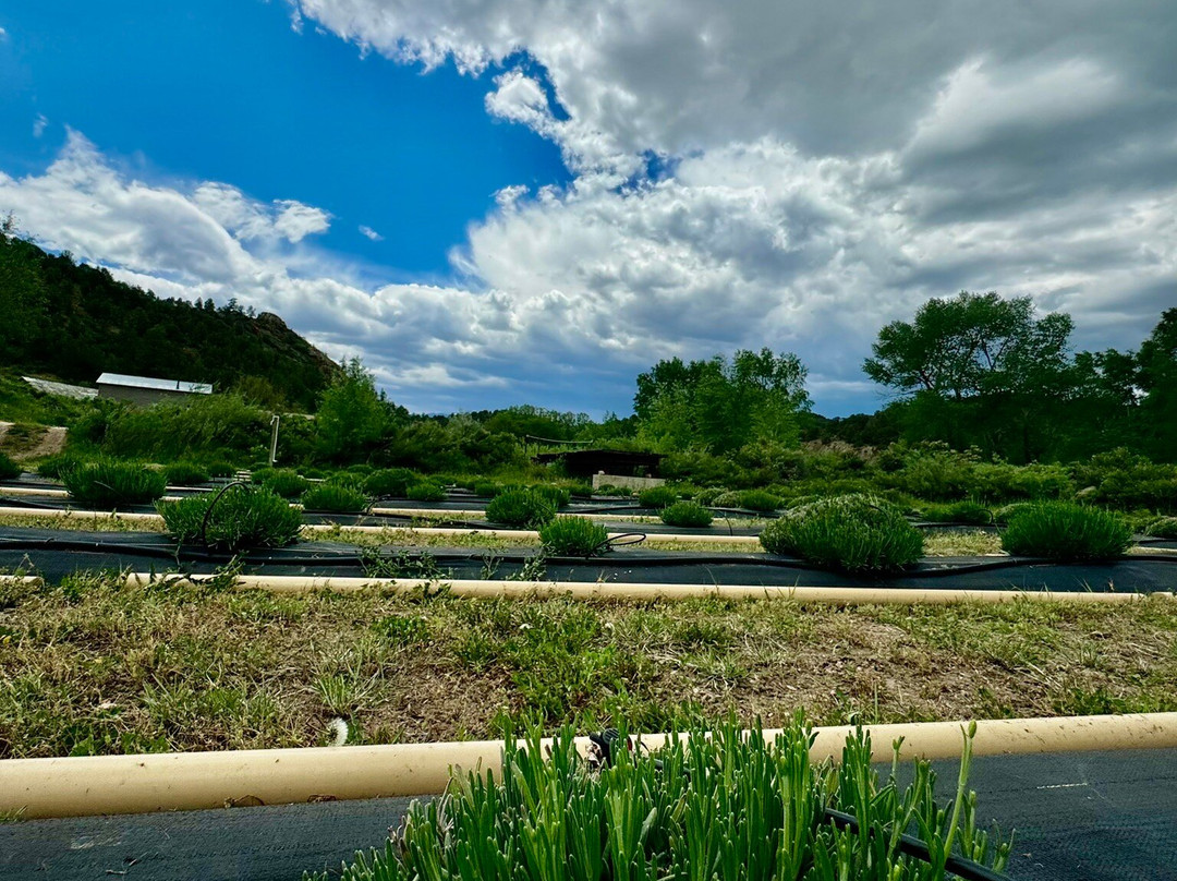 Colorado Mountain Lavender, Llc景点图片