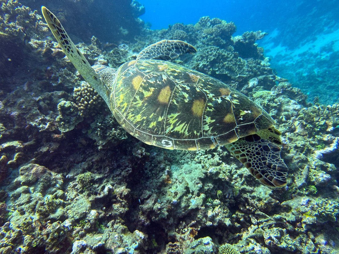 Fluid Tahiti Dive Center景点图片