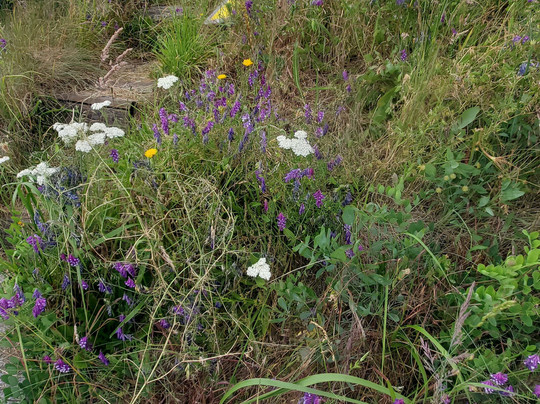 Guiding Star Adventures-星期五港湾必去景点