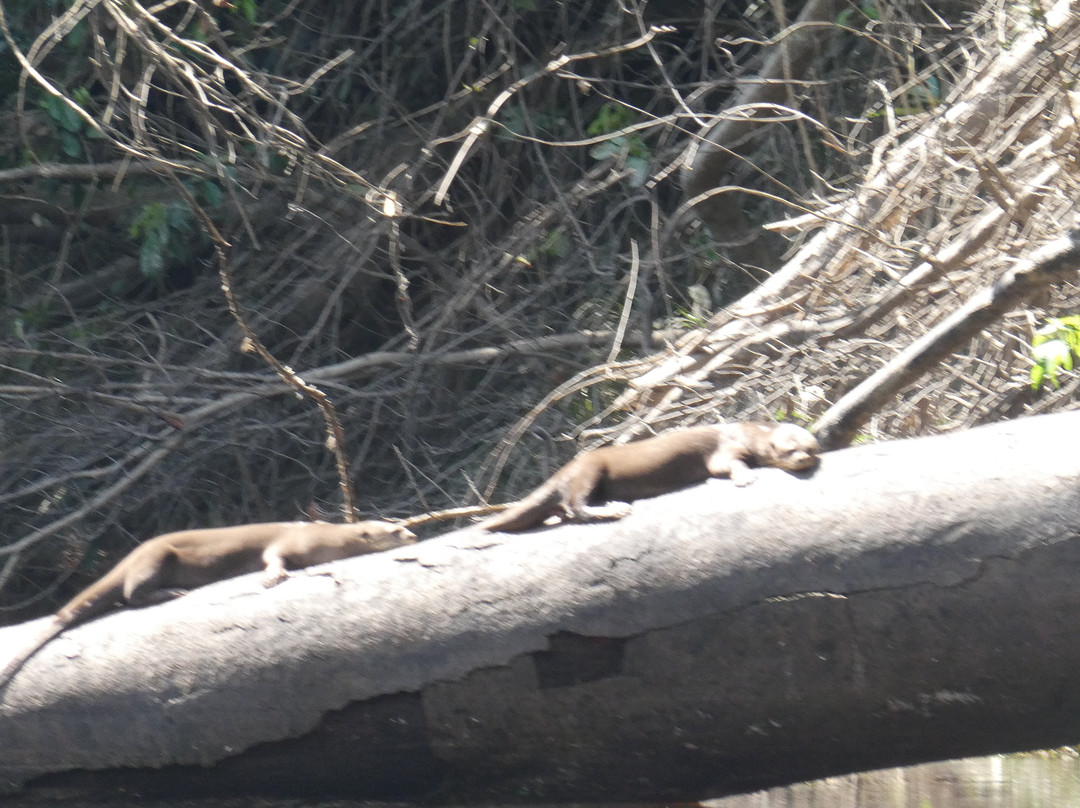 Amazon Explorer-伊基托斯必去景点