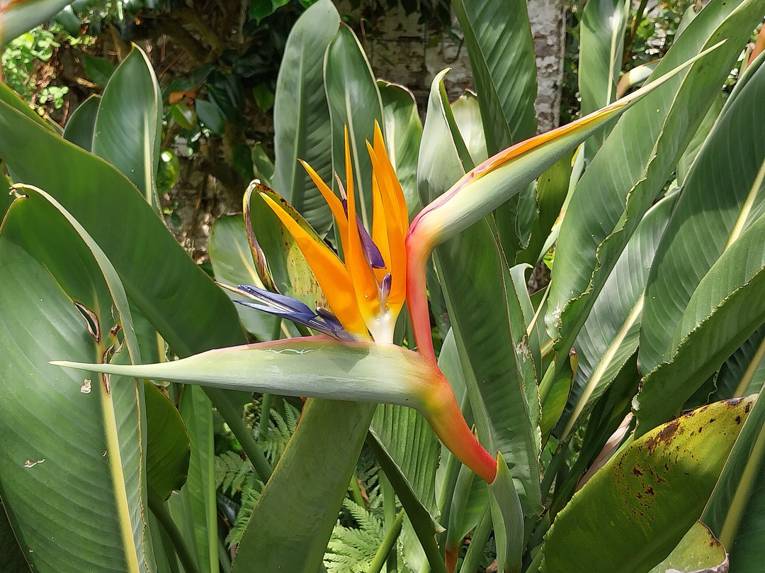 Tregrehan Garden-Par必去景点