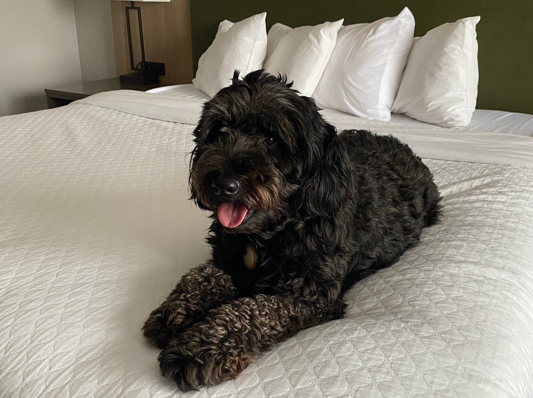 Country Inn & Suites by Radisson, Duluth North, MN主图