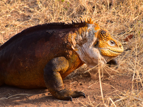 Nature Galapagos & Ecuador-基多必去景点