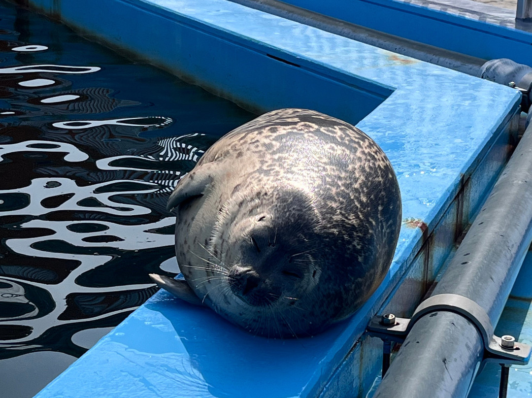 鄂霍次克海豹园-纹别市必去景点