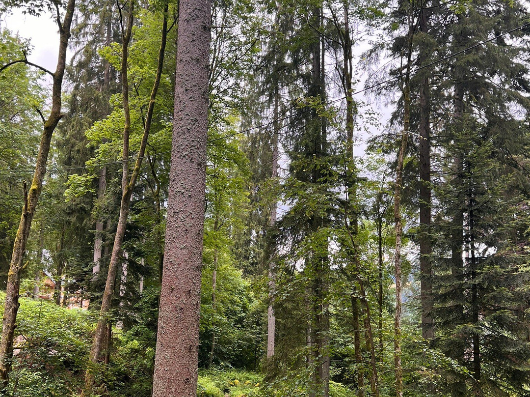 Triberg Waterfalls景点图片