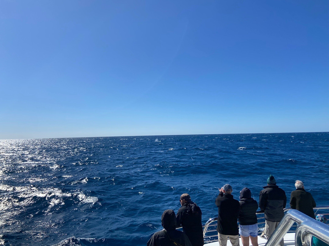Lady Musgrave Experience - Reef Tours景点图片