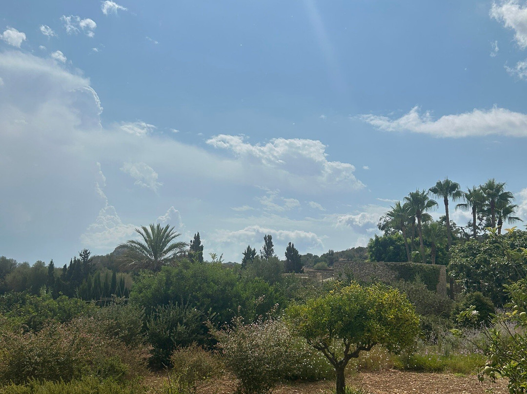 Finca Son Gener主图