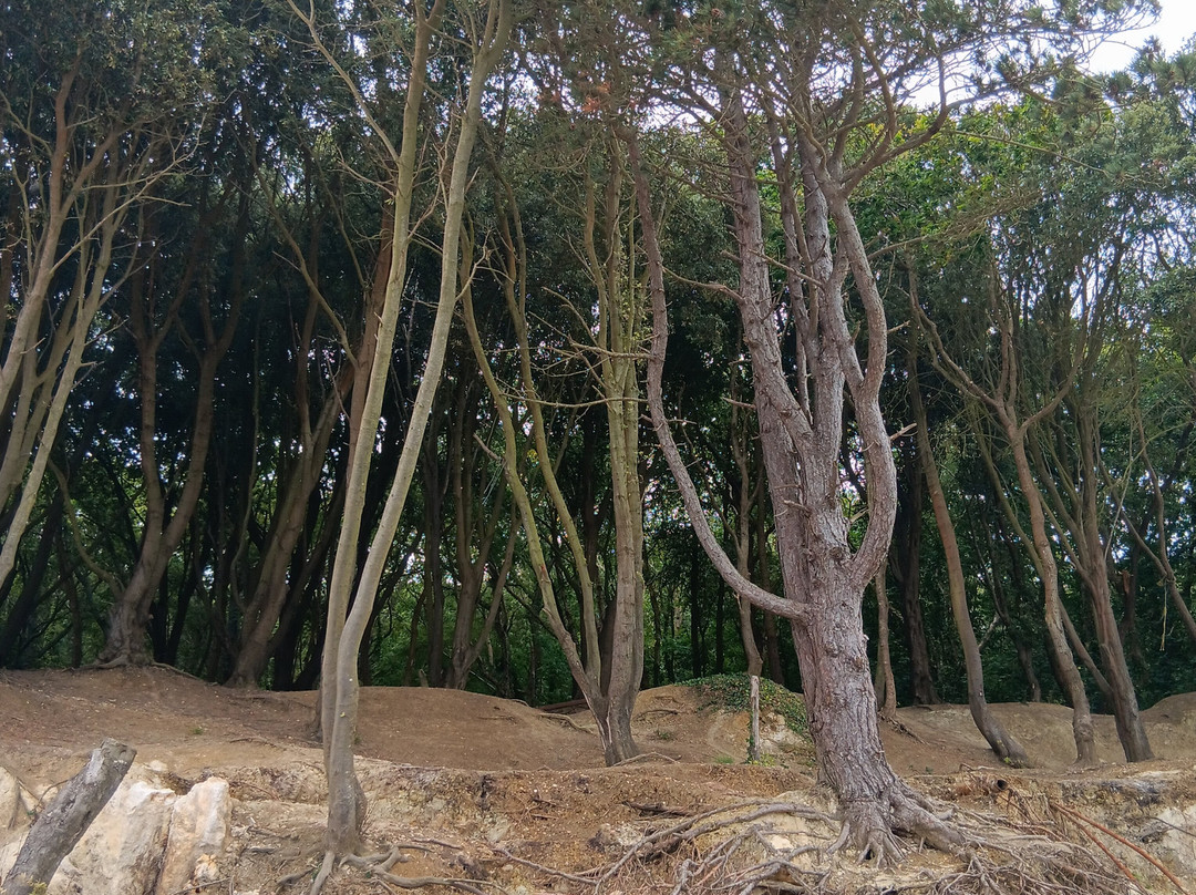 Fort Victoria Country Park景点图片