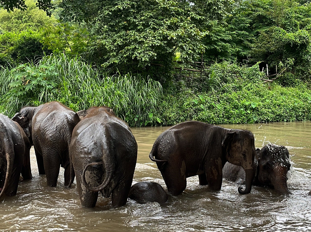 The North of Thailand Elephant Camp-清迈必去景点