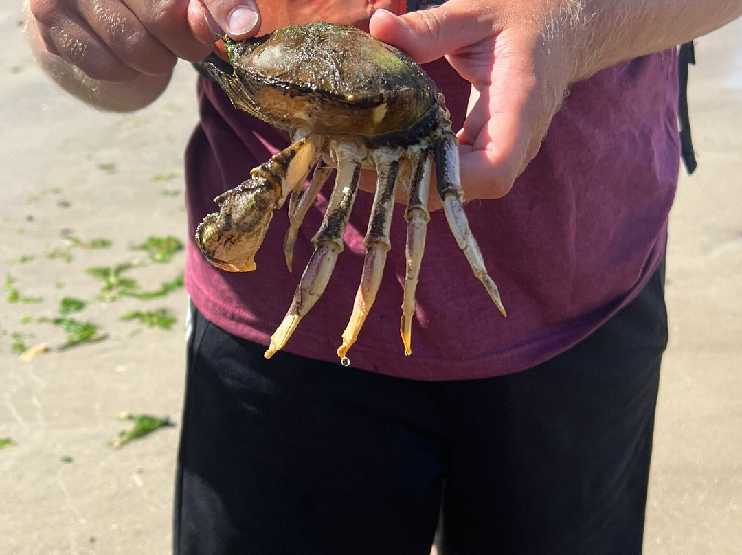 Safari Town Surf Shop-林肯城必去景点