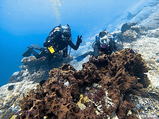 Octopus Dive Nusa Penida-珀尼达岛必去景点