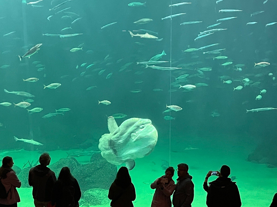 Nordsoen Oceanarium景点图片