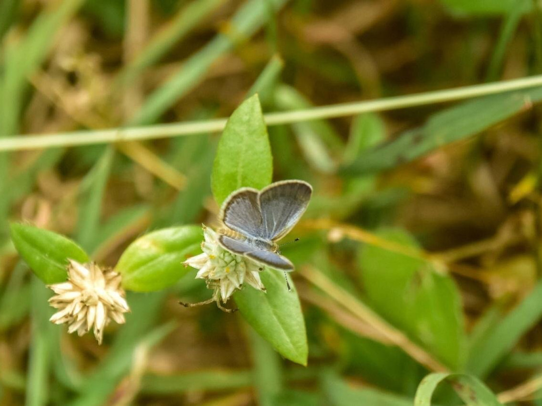 Anawilundawa Wetland Sanctuary景点图片