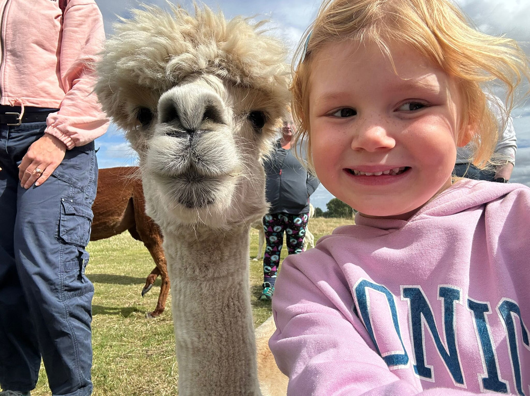 Abbotts View Alpacas景点图片