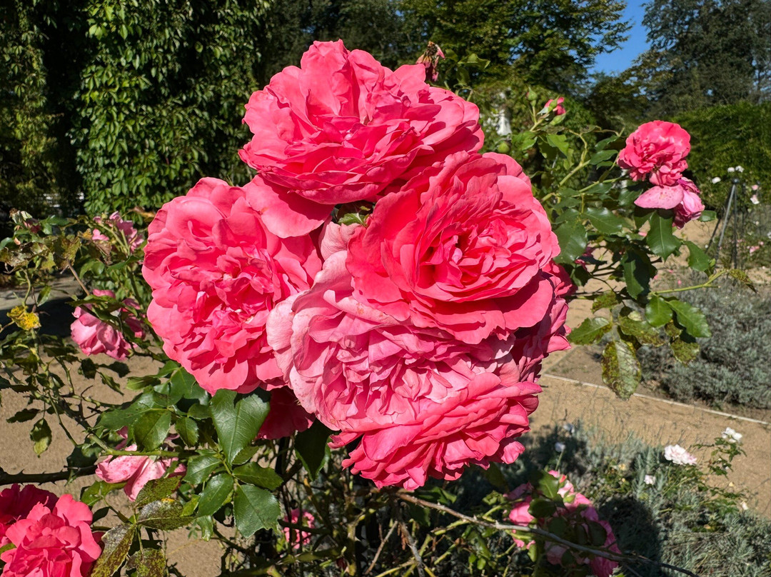 Ostdeutscher Rosengarten景点图片