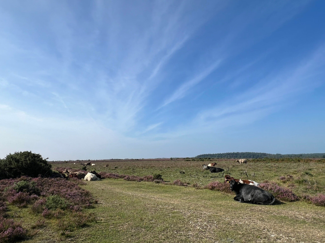 New Forest Cycling景点图片