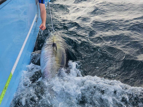 Bluefin Boat Trips St Ives-圣艾维斯必去景点