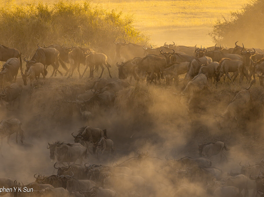 Migration at Serengeti National Park-塞伦盖蒂国家公园必去景点