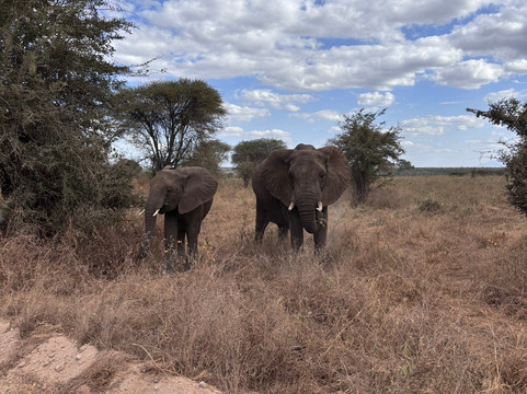 Tanzania Kanyenga-阿鲁沙必去景点