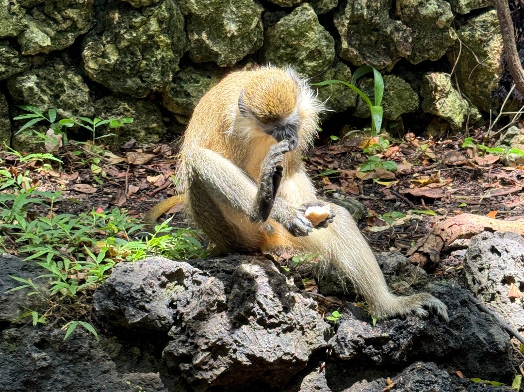 Terrvette Tours & Taxi Service-Maynards必去景点