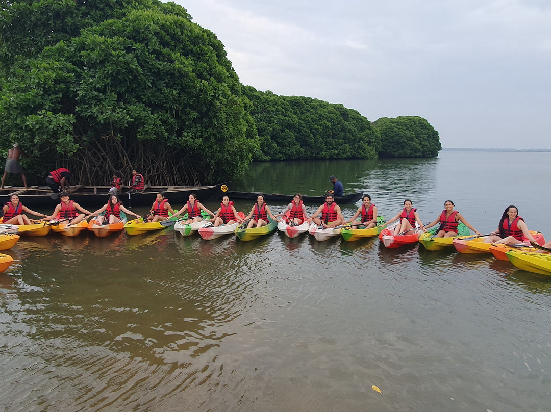 Mangrove Forest Kayaking Varkala景点图片