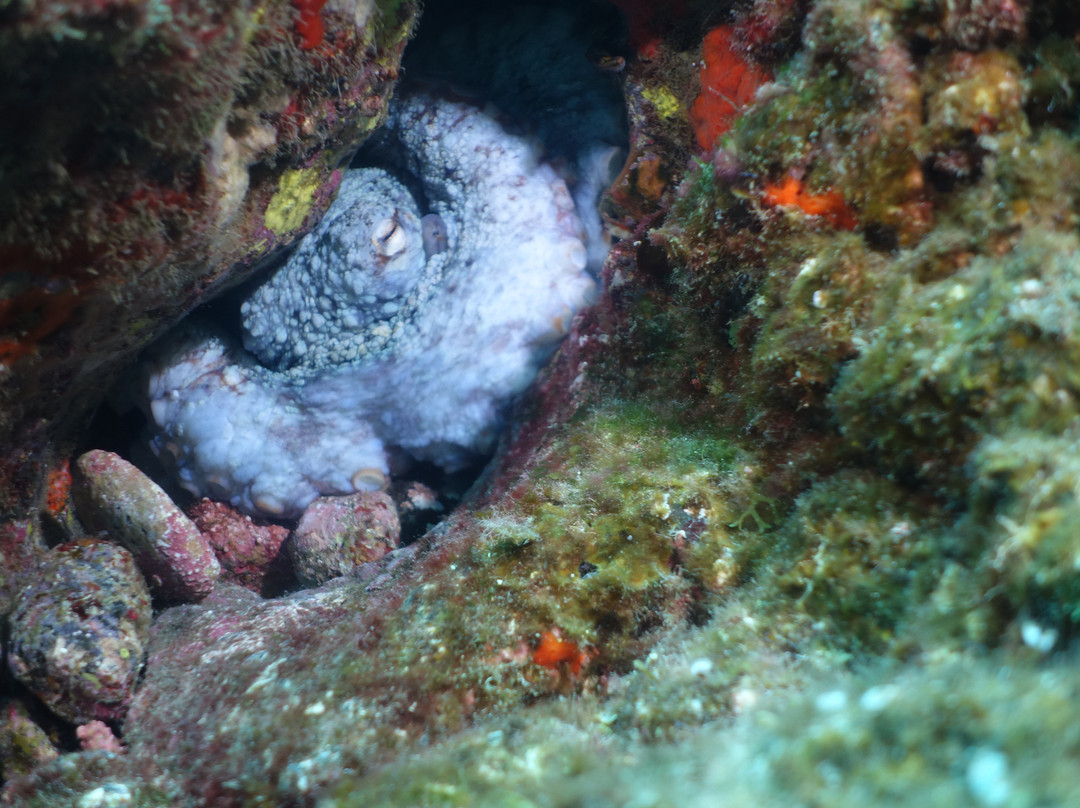 Los Gigantes Diving Centre景点图片