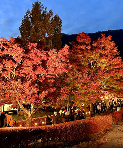 Maple Corridor景点门票图片