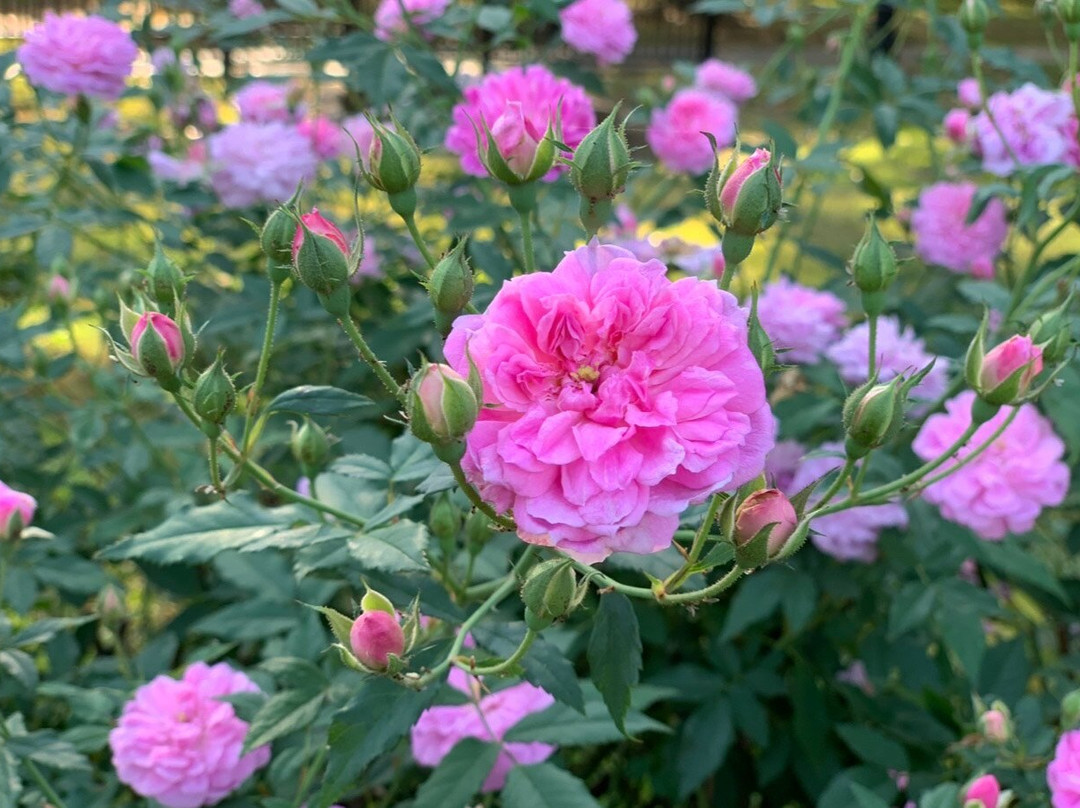 Tyler Rose Garden & Center景点图片