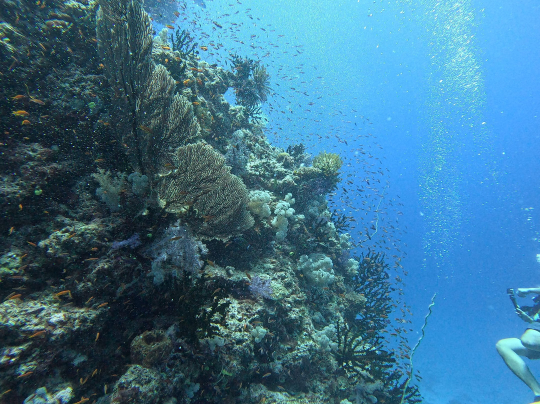 Dive Savusavu Fiji景点图片