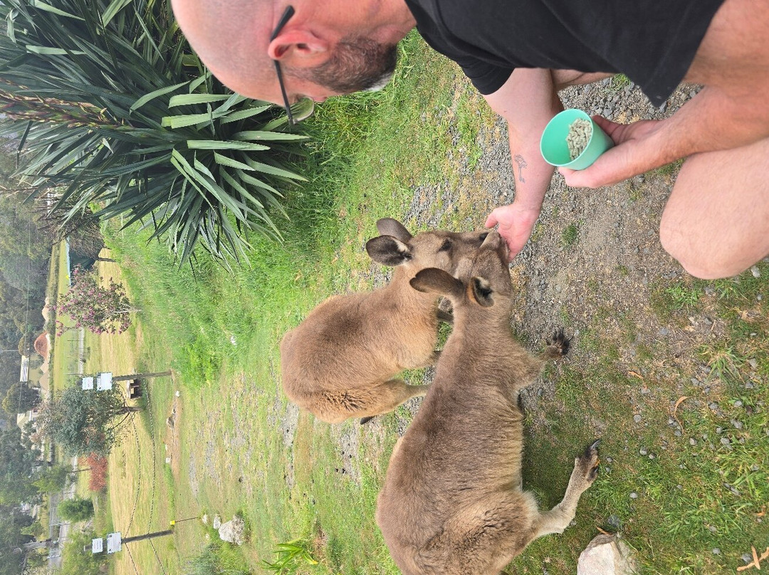 Serpentarium Wildlife Park Tasmania景点图片