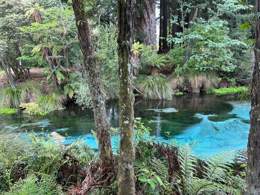 Hamurana Springs Nature Reserve景点图片