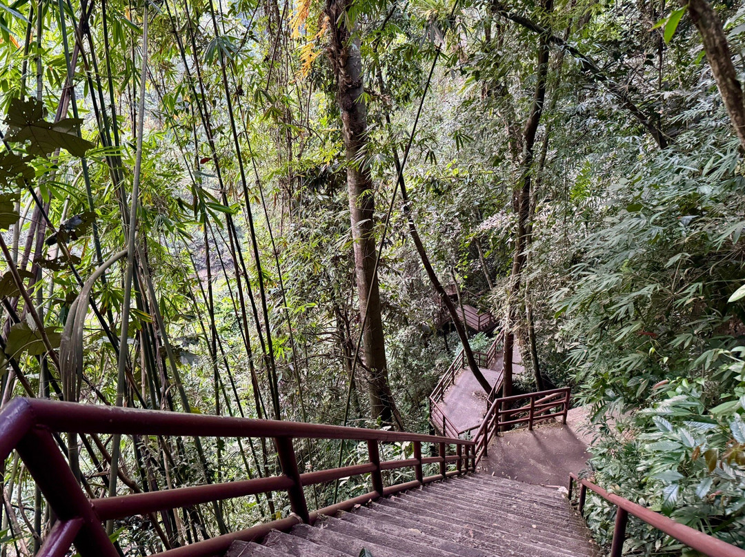 Bobby's Jungle Tours景点图片