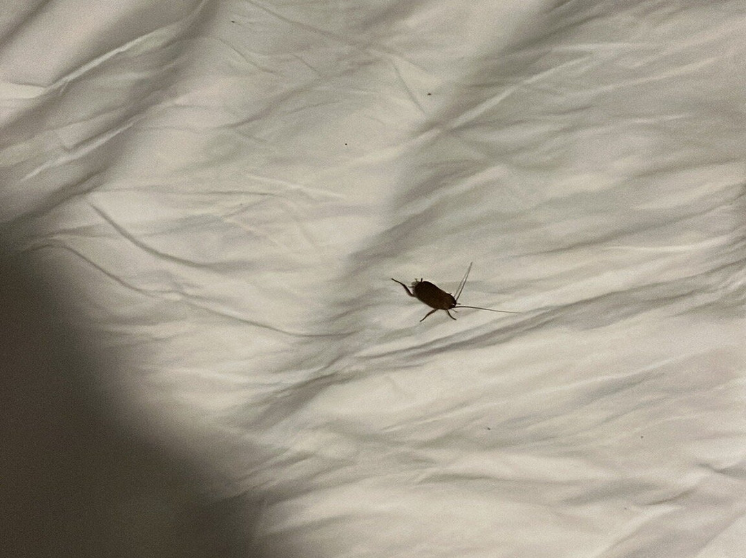 La Quinta Inn & Suites by Wyndham Brownwood主图