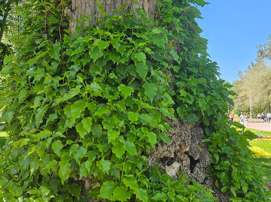 Poplar on the Square of Fallen Fighters-伏尔加格勒必去景点